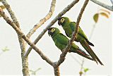 Yellow-collared Macaw